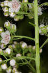 White meadowsweet